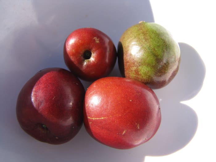 Jocote (AKA Spanish Plum or Red Mombin)