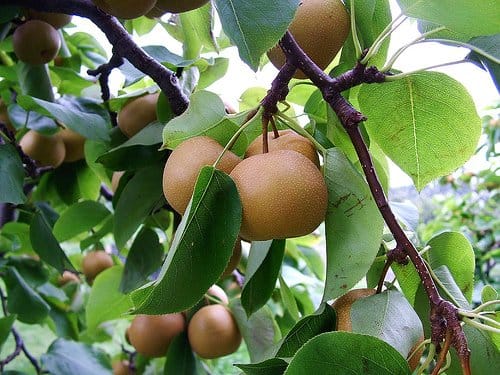 Asian pears 