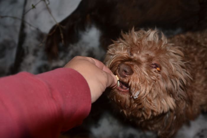 cuáles son los mejores alimentos para perros recomendados por los veterinariosalimentos