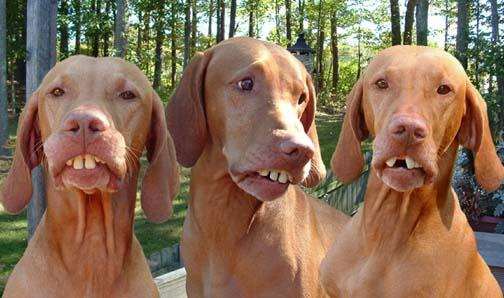 They say that after awhile dogs and their owners begin to look alike. These country dogs would agree.