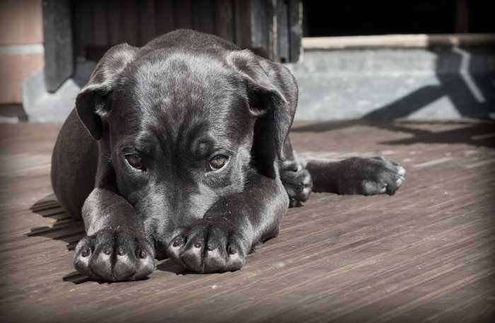 If you feel shy, like this little pup, why not let your love of animals help you break out of your shell? Connecting with other dog 'parents' at your local park is one way to start overcoming shyness.