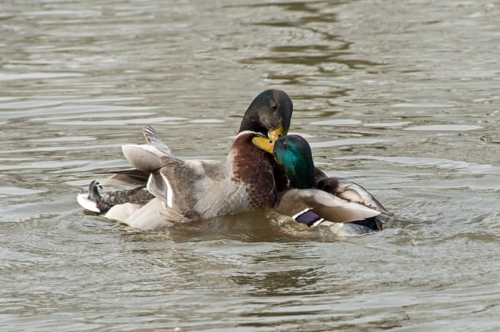 Did you know? Mallard ducks are often gay or bisexual. Knowing this probably doesn't help, but at least you weren't thinking about your predicament for a few seconds while you read this.