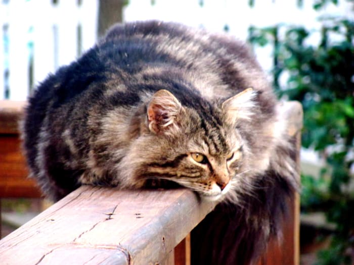 When my Maine Coon cat, George Clooney, started packing on the pounds, we discovered that he had been splitting his time between our home and a neighbor's. Divided loyalties?
