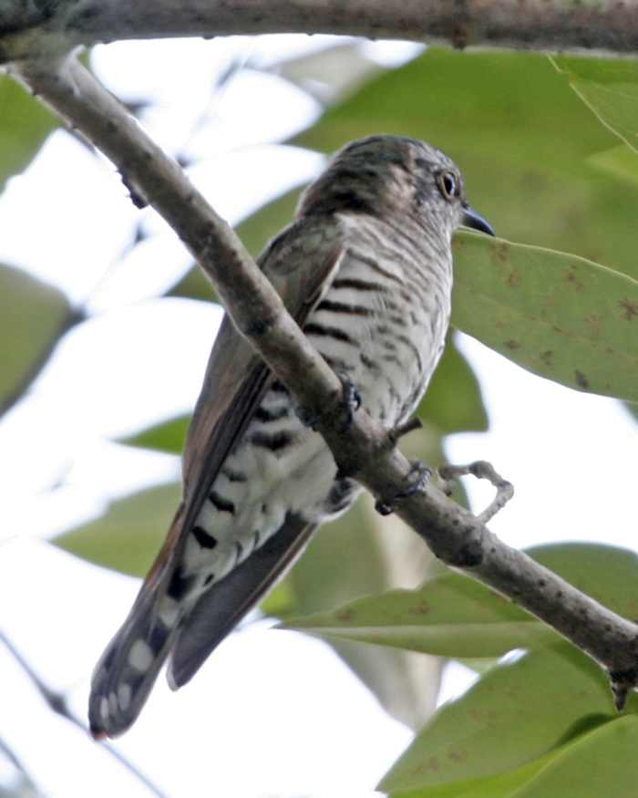 10-pieces-of-classical-music-inspired-by-birds