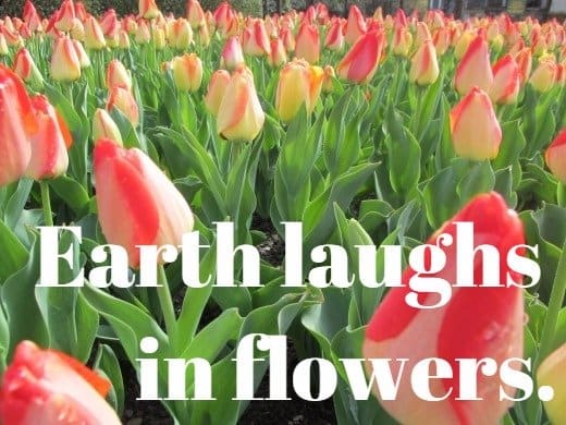 "Earth laughs in flowers." - Ralph Waldo Emerson, American poet