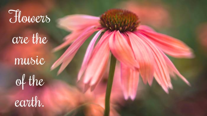 "Flowers are the music of the earth." - Marty Rubin, American writer