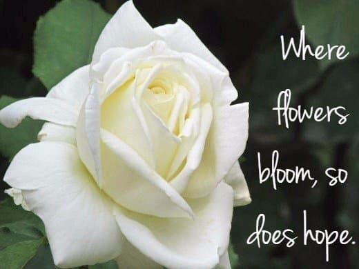 "Where flowers bloom, so does hope." - Lady Bird Johnson, former First Lady of the United States.
