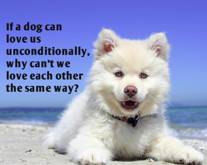 "If a dog can love us unconditionally, why can't we love each other the same way?" - Carol McKibben, American author