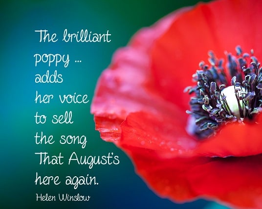 The poppy is the other official flower of August. It is also the symbol of remembrance for the end of World War I and a symbol of honor for those who served.
