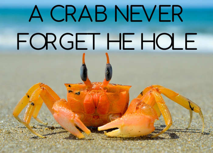 "A crab never forget he hole" - Caribbean saying (There's no place like home.)