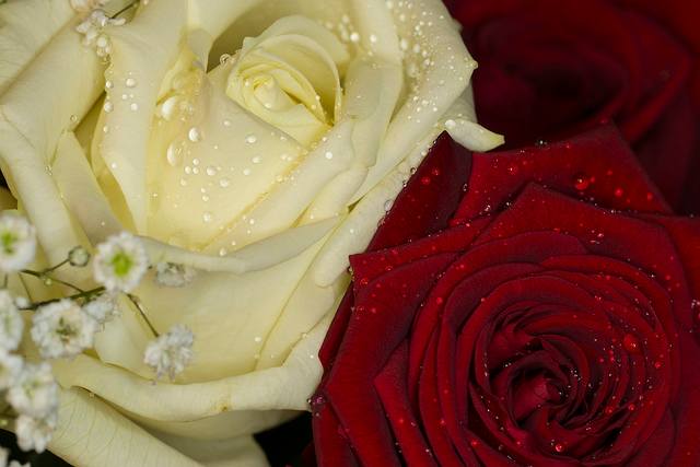 Combine the colors red and white to celebrate your first Valentine's Day as a married couple, or for bridal bouquets. The combination represents unity!