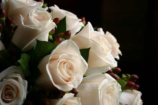 White roses represent purity and innocence. They are a great way to tell your sweetheart "I'll wait for you."