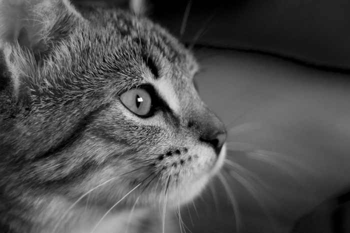 When your partner threatens to harm you or your pets if you try to leave, that's a strong sign that you are in an abusive relationship.