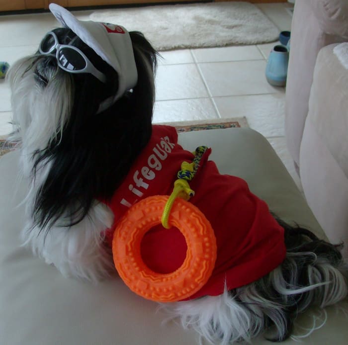 Here is one of her Shih Tzu dogs posing as the lifeguard in the "Baywatch Beach Crew."