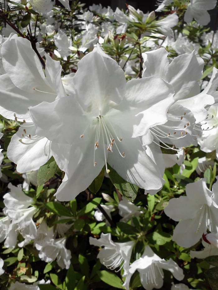 These white Pride of Mobile azaleas in the courtyard of my home church will be blooming about the time of our WDP program.