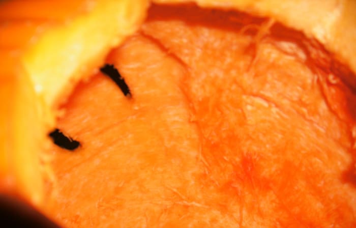 You only need to thin the area of the pumpkin that has the carving. To do this place one hand on top of the carving, this will protect it while you are scraping and thinning the pumpkin wall. When you feel the scrapper moving on the inside of the pum