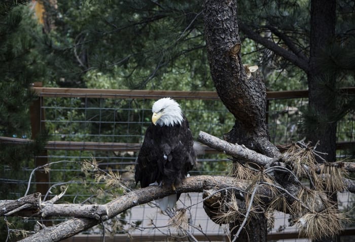 Donate your tree to a local zoo or wildlife organization to provide food or enrichment for the animals that live there.