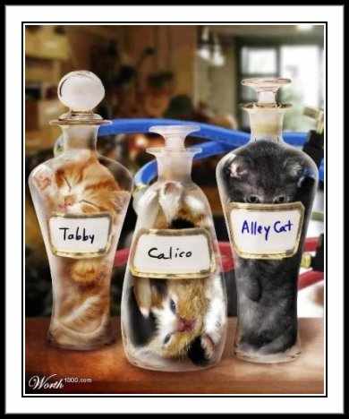 Bonsaikitten.com jokingly offered to sell visitors a “custom-shaped kitten” but didn’t list prices or a mailing address.