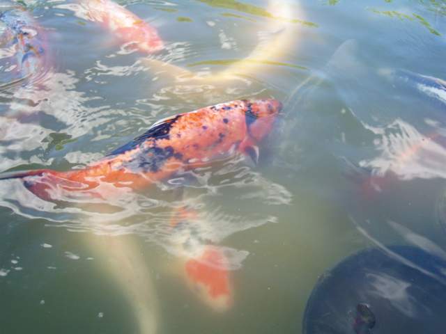 TDS meters are used to measure nutrients and wastes in ponds like this, to make sure they're clean enough for healthy fish. The meter can be wired to an electronic valve that automatically adds fresh water.