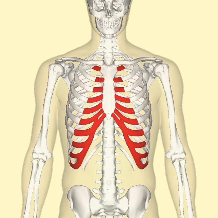 Rib cartilage (shown in red) is sometimes used to make a replacement ear.