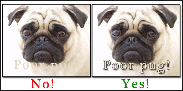 Poor pug! I bet you almost didn't even notice there was text in the first example! See what a couple of layer styles can do? This is just "drop shadow" and "stroke."