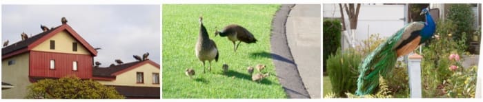 If my goal were to write a book, a great motivator would be photos about the book's topic—in this case, peacocks. Peacocks can fly, they have chicks, the male's tails are part of mating rituals. Watching the photos scroll would motivate me to write.