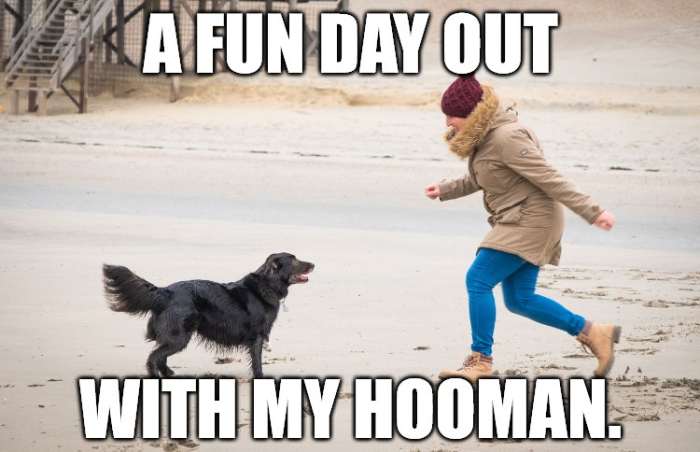 You can create a funny caption by writing it from your dog's perspective.