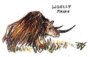 Here is my Woolly Rhino 1 sketch, using Derwent drawing pencils on paper. Don't copy this, it's not even accurate.
