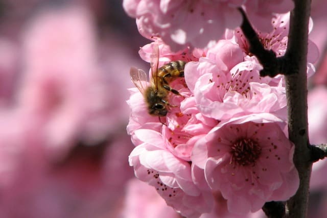 AV settings to blur the other blossoms and focus tightly on the bee. Canon Powershot S3 IS, AV mode plus zoom.
