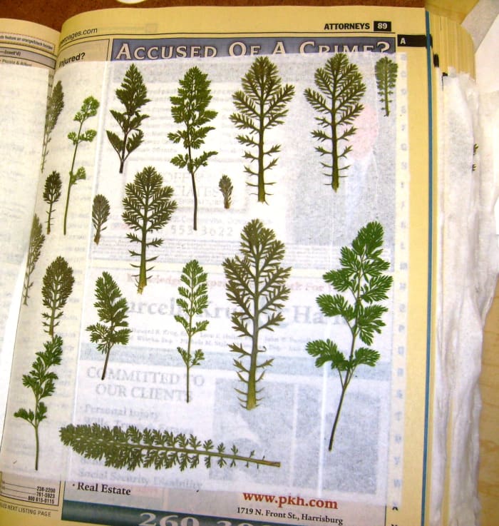 After 2-3 weeks, carefully remove tissue to reveal pressed leaves. You can see these could be used to represent trees.