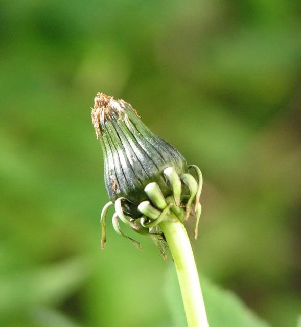 Super macro setting on Canon's Powershot S3 IS makes the background very blurry - perfect!