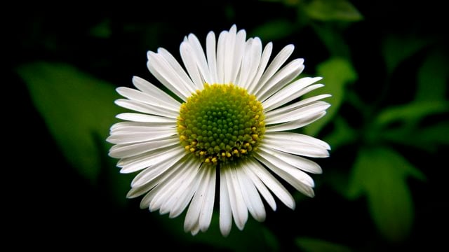 Background blurred with a circular unsharp mask in iPhoto. Original photo: Powershot S3 IS, supermacro mode.