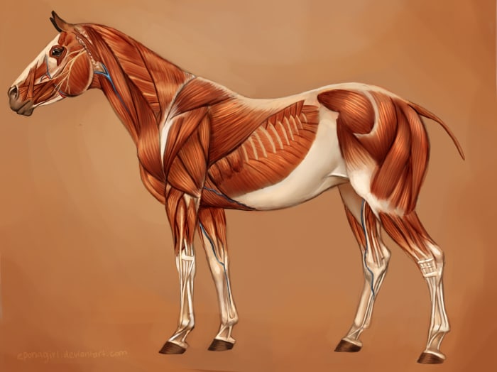 The musculature of a horse. Most notable are the ones in the neck, shoulder and forearm, and haunch.