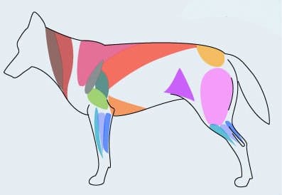 When drawing most animals, I find the most useful muscle definitions to be the purple triangle at the groin, the pink cape atop the shoulder, and the neck muscles.