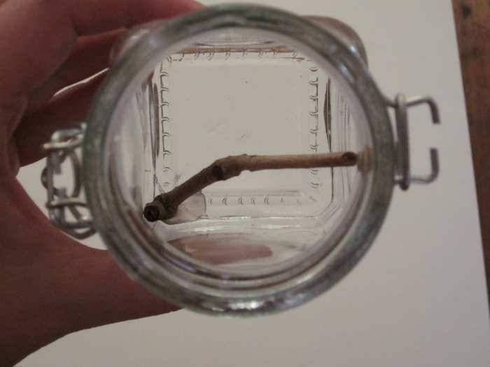 Step 2. (Do not actually glue the twig at this point -- this is for demonstration of placement only.)