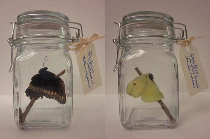 Completed craft displayed with optional tags identifying the species of butterfly.