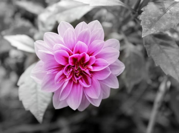Experiment with new things - this selective color photograph was one of my first attempts to use the technique and now I'm in love with it!
