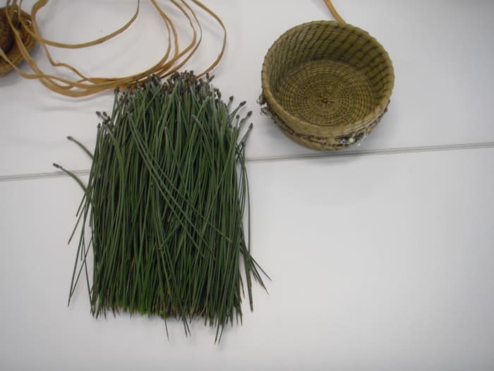 Long needles from Ponderosa, Red, California Redwood or Pinon Pines are the best for weaving pine needle baskets.