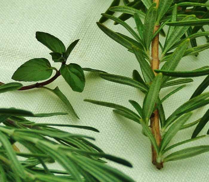 All sorts of herbs may be added to oil & vinegar. Pictured (left to right): lavender, chocolate mint, rosemary.