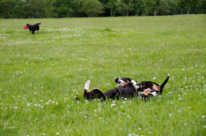 The puppies are sharp in the foreground, whereas the bigger running dog in the background has been blurred out at ashutter speed of 1/500 sec and an aperture f/4.8