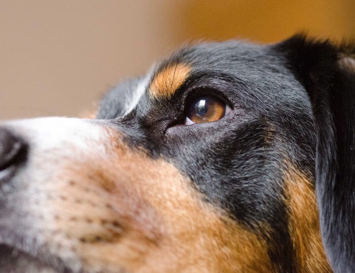 The eye is in focus, but the narrow depth of field has blurred out the dog's nose and the background at 1/320 sec and f/2.8