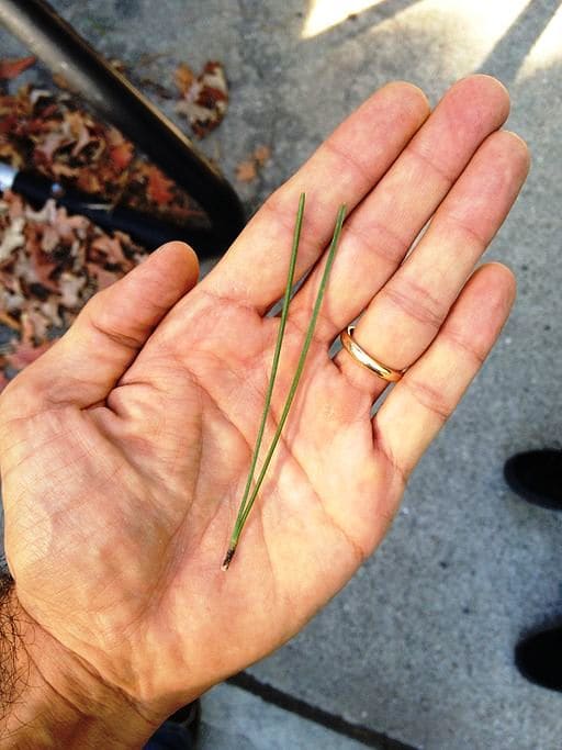 selecting-and-using-pine-needles-for-basket-making