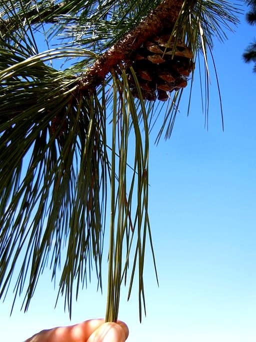 Longer needles are good raw material for basket making.