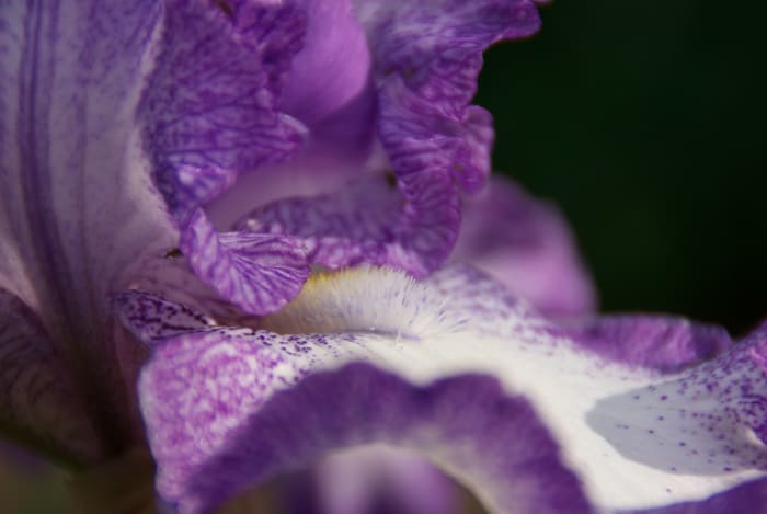 This Iris picture was taken without any accessories. Irises work well with the low F-Stop and a flash since they are typically two or three feet above the ground (which is typically darker).