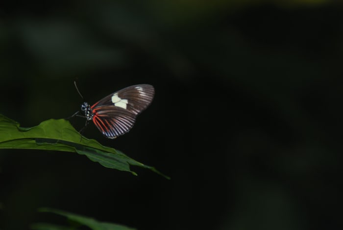 While not a picture of a flower, the idea is the same with this butterfly. The background was very dark and I was able to use the natural light on the subject to make the background look pitch black.