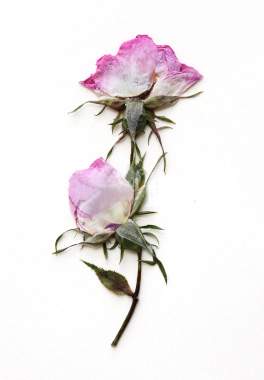 Roses still look nice when pressed, but are a bit fatter than other flowers. Slice roses in half or reconstruct petal by petal for flatter roses that hug the paper.