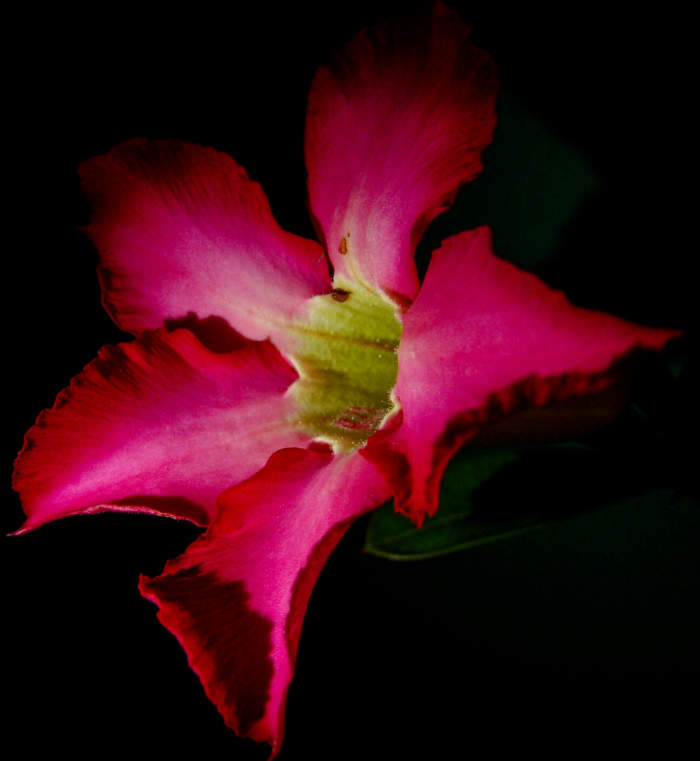 Macro in low key to make it dramatic. Shot in a high angle to emphasize the light that illuminate from the flashlight I used.