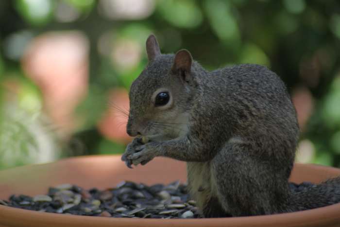 Eastern gray squirrel (Sciurus carolinensis), my backyard. Notice how blurring the background emphasizes the squirrel?
