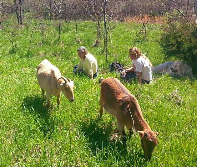 Pasturing the goats in spring. I am the old lady. The pretty one is my daughter. The dog is part Great Pyr and part Akbash and is a herding dog. His name is Boaz. The (mostly) white goat is named Winnie, but I can't remember the other goat's name.