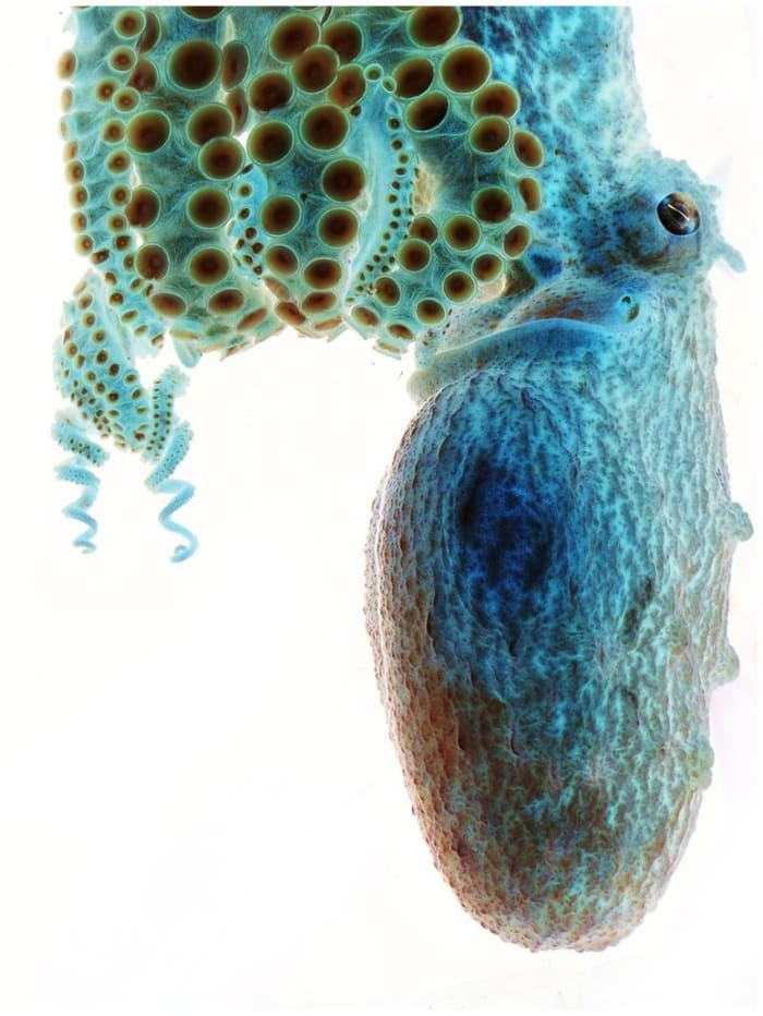 OCTOPUS Almost everyone I know has photoshop…except me! The kids and I visited an aquarium and I captured this octopus. Once home, I simply changed the photo into a negative and voila! The kids loved it!